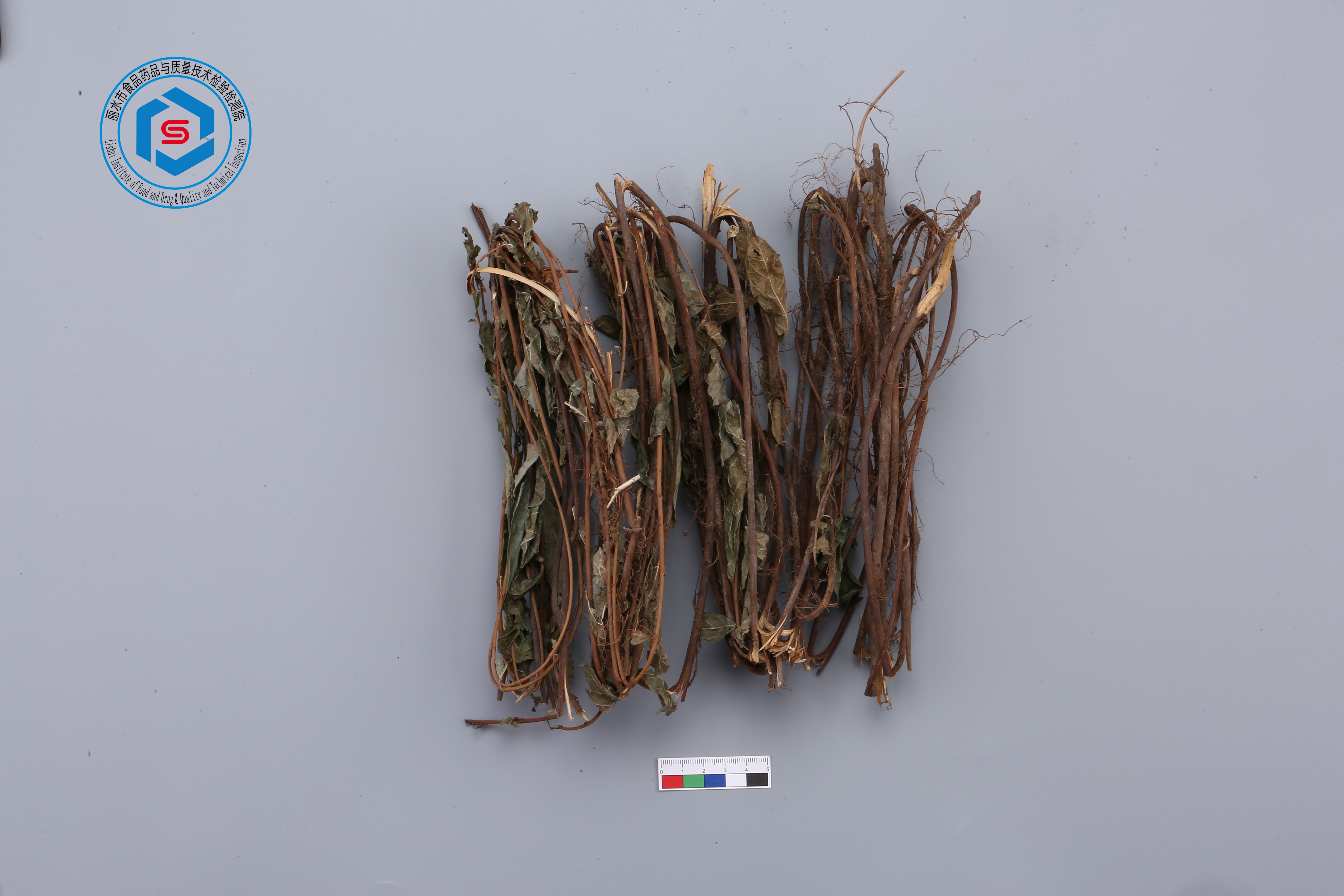 上图为全叶榕的植物照片,叶片狭卵形或倒披针形.(习称小叶牛乳绳)