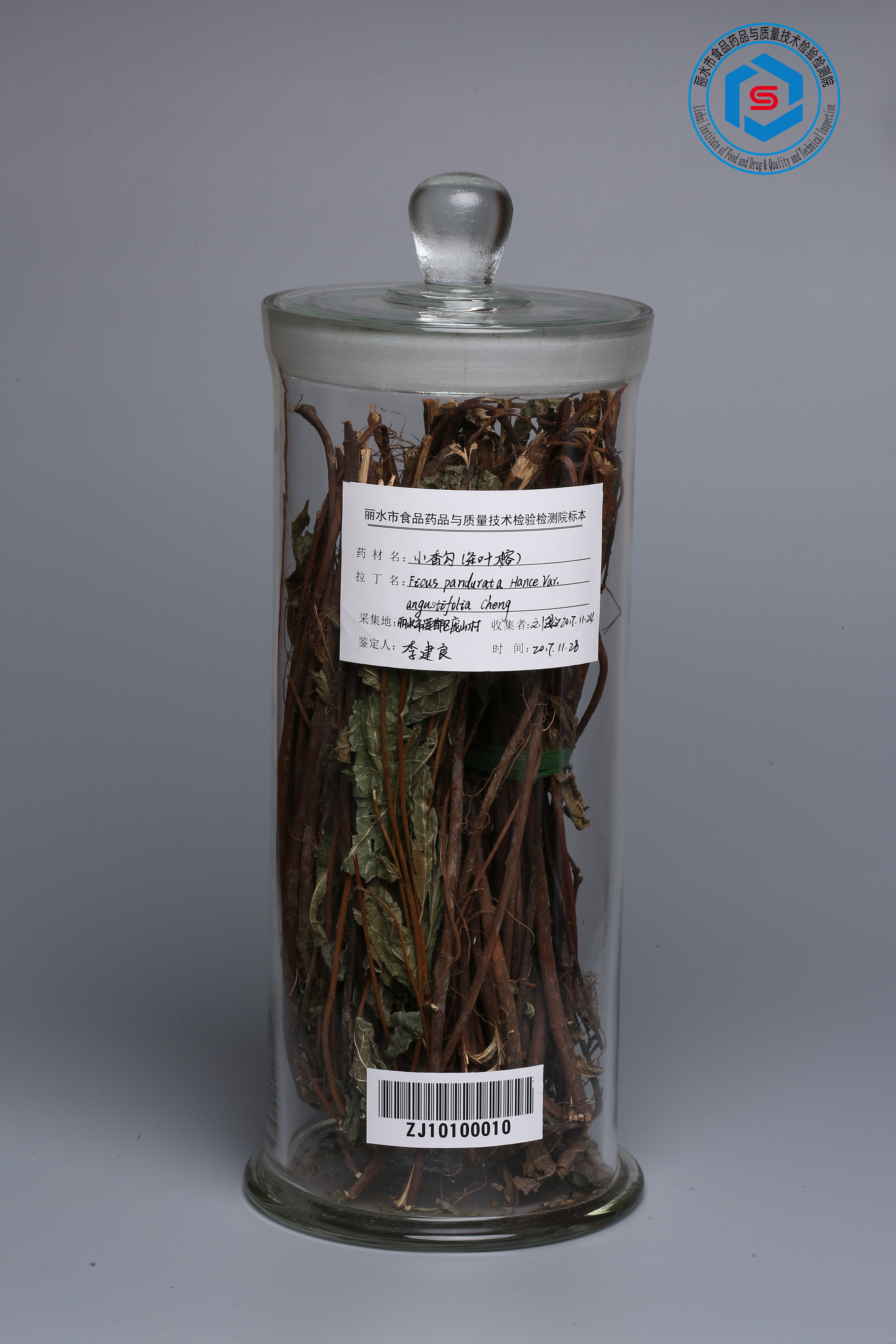 上图为全叶榕的植物照片,叶片狭卵形或倒披针形.(习称小叶牛乳绳)