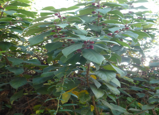 上图为条叶榕的植物照片,叶片狭披针形或线状披针形.
