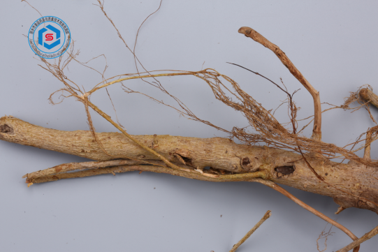 上图为条叶榕的植物照片,叶片狭披针形或线状披针形.