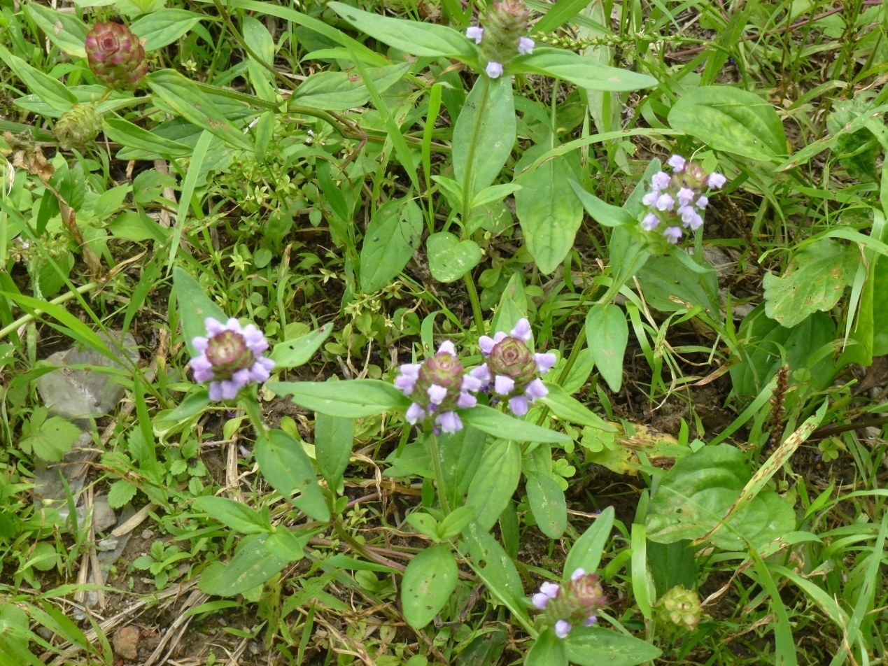 上图为雷独草的药材,叶展平后卵形或卵状长圆形上图为雷独草的药材